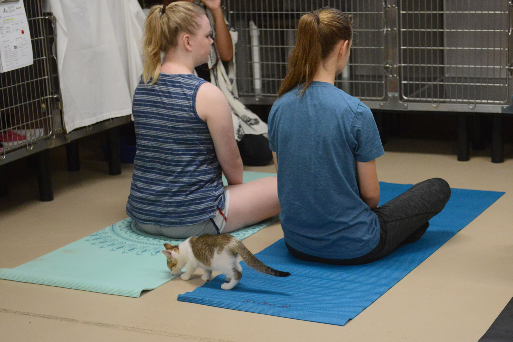 Cat Yoga at Aggieland Humane Society